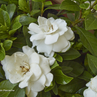 Floriscope Gardenia Jasminoides Crown Jewel