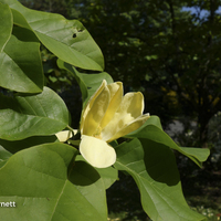 Floriscope Magnolia X Brooklynensis Yellow Bird