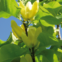 Floriscope Magnolia X Brooklynensis Yellow Bird