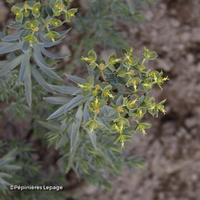 Miniature Euphorbia pithyusa