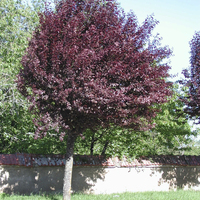 Miniature Prunus cerasifera 'Pissardii'
