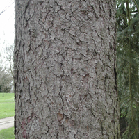 Miniature Picea pungens