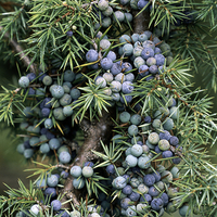 Miniature Juniperus communis