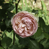 Miniature Rosa 'Meiviolin' PIERRE DE RONSARD®