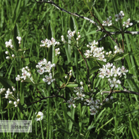 Miniature Aronia arbutifolia