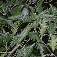 Miniature Fagus sylvatica 'Aspleniifolia'