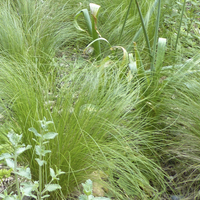 Miniature Nassella tenuissima
