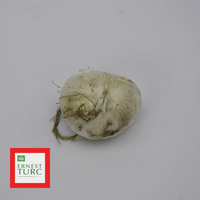 Miniature Allium cristophii
