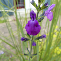 Miniature Salvia ( microphylla x chamaedryoides ) 'Violette'