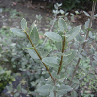 Miniature Phillyrea latifolia