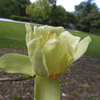 Miniature Liriodendron tulipifera