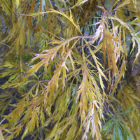Miniature Acer palmatum 'Dissectum'
