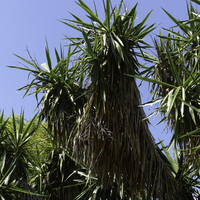 Miniature Yucca gigantea
