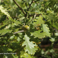 Miniature Quercus pubescens