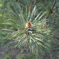 Miniature Pinus mugo
