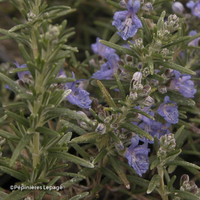 Miniature Salvia rosmarinus ( Angustifolia Group ) 'Corsican Blue'