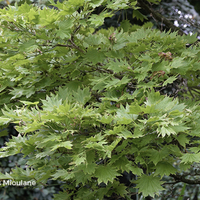 Miniature Acer shirasawanum 'Aureum'