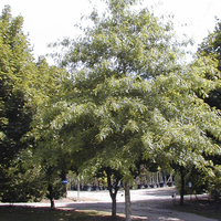 Miniature Quercus palustris