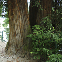 Miniature Sequoia sempervirens