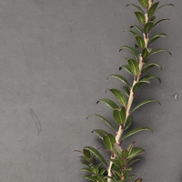 Miniature Myrtus communis subsp. tarentina