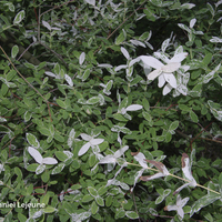 Miniature Salix integra 'Hakuro-nishiki'