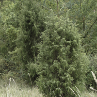 Miniature Juniperus communis