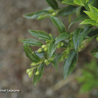 Miniature Sarcococca ruscifolia