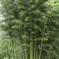 Miniature Phyllostachys bambusoides