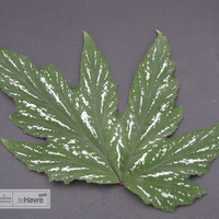 Miniature Begonia platanifolia