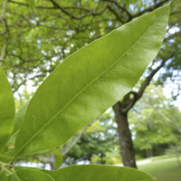 Miniature Quercus imbricaria
