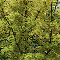 Miniature Acer palmatum 'Sango-kaku'