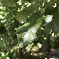 Miniature Quercus bicolor