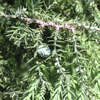 Miniature Juniperus drupacea