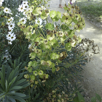 Miniature Euphorbia characias subsp. wulfenii