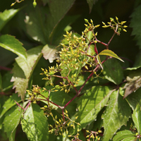 Miniature Parthenocissus quinquefolia