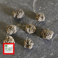 Miniature Liatris spicata