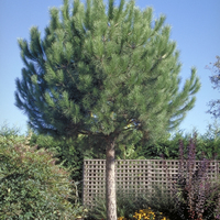 Miniature Pinus pinea