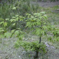 Miniature Acer palmatum
