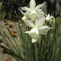 Miniature Narcissus 'Thalia'