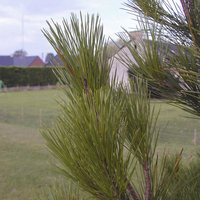 Miniature Pinus radiata