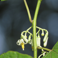 Miniature Alangium platanifolium