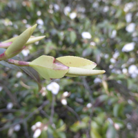 Miniature Camellia lutchuensis