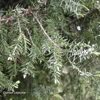 Miniature Juniperus drupacea