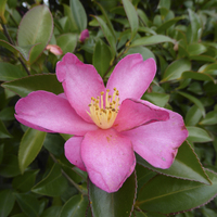 Miniature Camellia sasanqua 'Hiryu'