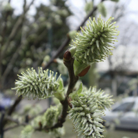 Miniature Salix caprea