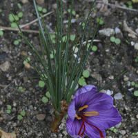 Miniature Crocus sativus