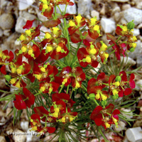 Miniature Euphorbia cyparissias