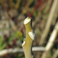 Miniature Ailanthus altissima