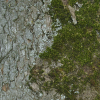 Miniature Acer monspessulanum