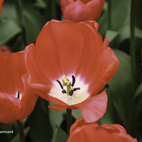 Miniature Tulipa spp.